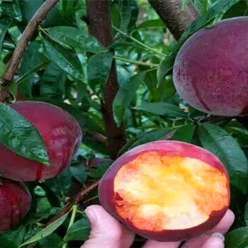 雁塔如今花椒苗技術(shù)哪里有花椒苗技術(shù)正規(guī)基地