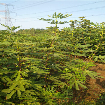 河口现今波姬红无花果苗基地波姬红无花果苗批发价格