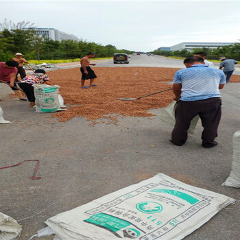 白沙今年毛桃籽加工基地毛桃种子怎么样