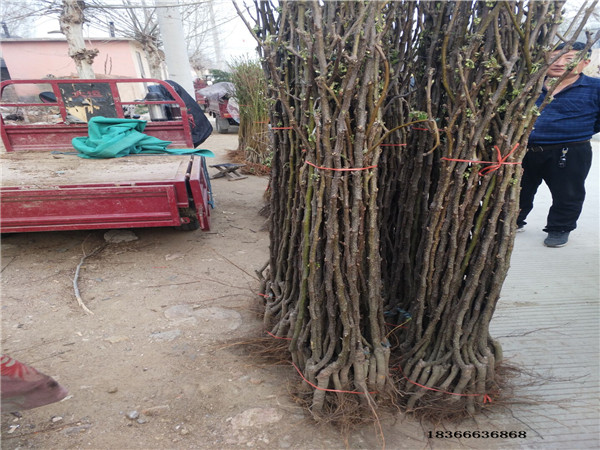 花椒苗成活率高慶城縣花椒苗培育批發(fā)商