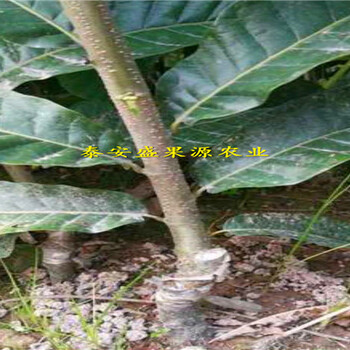 投放云龍區(qū)新品種紅袍板栗苗怎么賣(mài)
