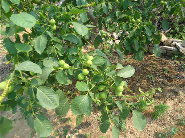 廣元核桃實(shí)生苗廠家全紅色