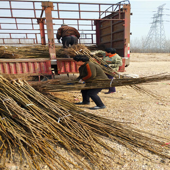 花山區(qū)核桃實(shí)生苗基地顏色靚麗