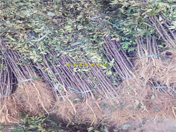 黔南花椒苗效益價格花椒苗效益貨真價實