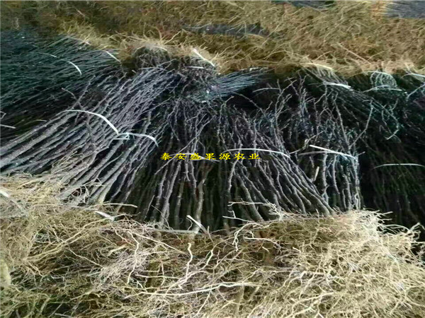 大姚縣大棚花椒苗報(bào)價(jià)大棚花椒苗大量現(xiàn)貨