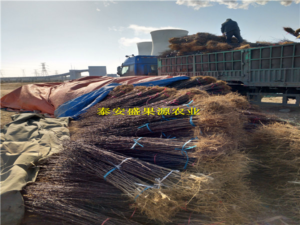 合作獅子頭花椒苗價格獅子頭花椒苗價格報表
