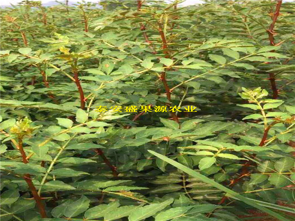 合作獅子頭花椒苗價格獅子頭花椒苗價格報表