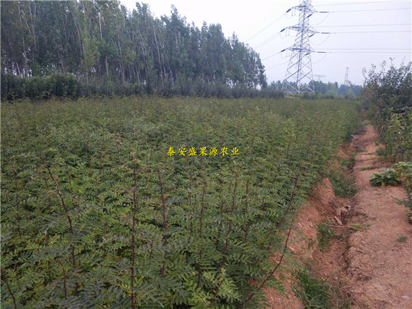 雨花台区狮子头花椒苗哪里有狮子头花椒苗根系发达