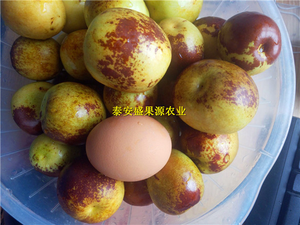 高淳縣新品冬棗苗廠家哪里有產(chǎn)地供應