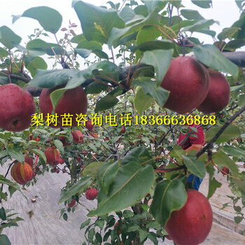 化州哪里有梨樹苗批發(fā)基地