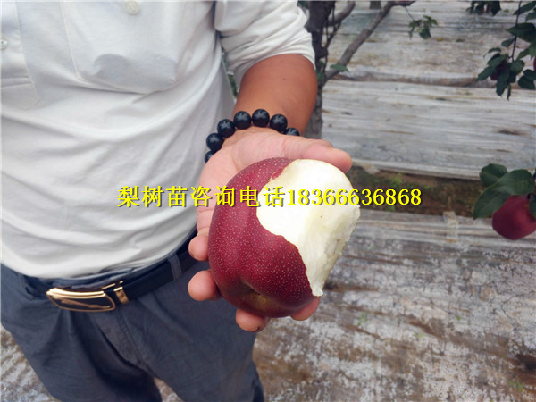 田林縣4公分梨樹苗怎么賣4公分梨樹苗免費(fèi)技術(shù)