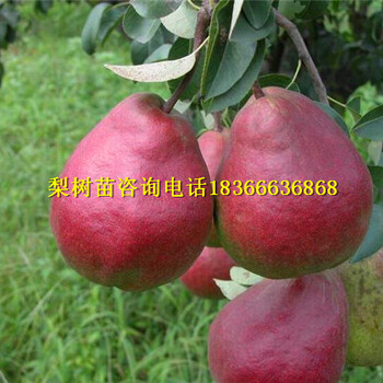 梅里斯哪里有紅梨苗批發(fā)怎么賣