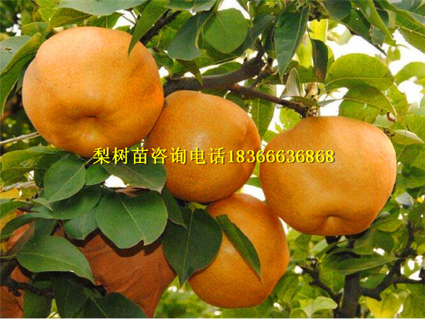 青龍哪里有紅梨苗基地價(jià)格