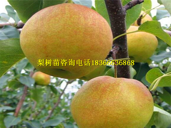 青龍哪里有紅梨苗基地價(jià)格
