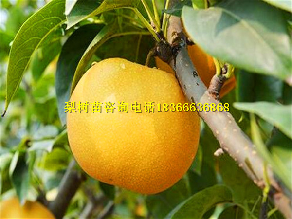 宜春新品種梨苗基地新品種梨苗種植規(guī)律