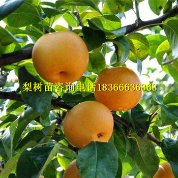 大埔縣4公分梨樹苗多少錢一棵4公分梨樹苗根系發(fā)達(dá)