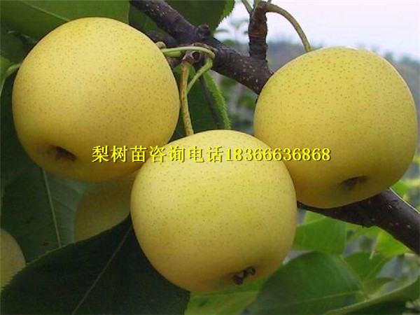 務川哪里有奧紅梨樹苗廠家