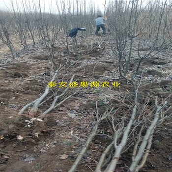色達(dá)縣奧紅梨樹苗基地奧紅梨樹苗果園直供