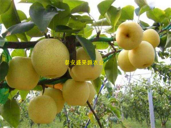 仙居縣哪里有新梨7梨苗基地