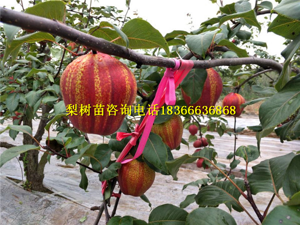 港口區(qū)哪里有梨樹苗批發(fā)