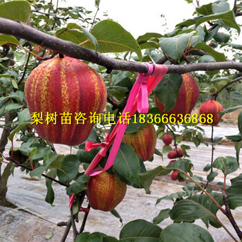 舒城縣哪里有嫁接梨樹苗廠家