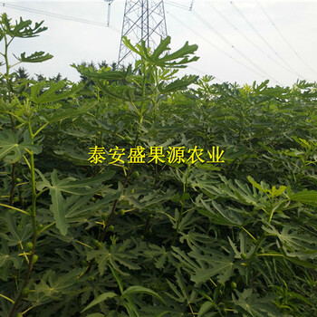 右江這里的紅無花果苗怎么賣無花果苗價(jià)格公道