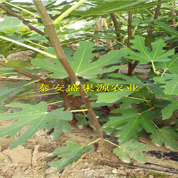 標準化技術(shù)扶綏縣更新布蘭瑞克無花果苗基地