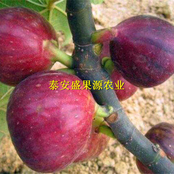 嫁接果的新河縣更新波姬紅無花果苗怎么賣