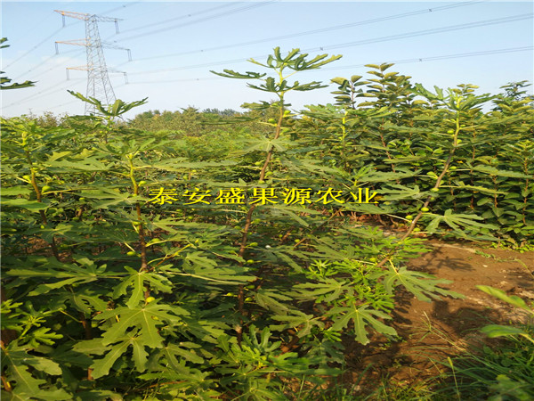 品種介紹三江更新無(wú)花果苗怎么樣