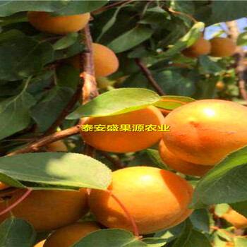 南丰县盛果源1米半杏树苗基地1米半杏树苗快捷方便