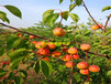 洮北区盛果源红丰杏树苗价格红丰杏树苗新品种