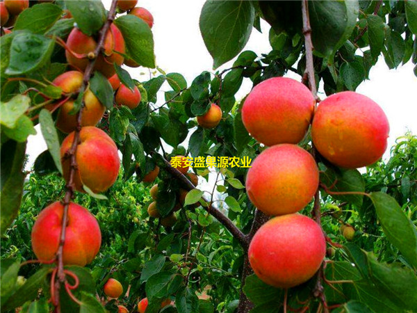连平县大棚王杏树苗多少钱一棵大棚王杏树苗种植步骤