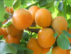 曲阜新品种杏树苗价格新品种杏树苗果园直供