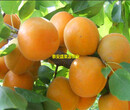兰考县杏树苗哪里有杏树苗免费技术图片
