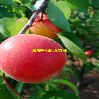 江洲區(qū)盛果源杏樹苗報價杏樹苗口感好