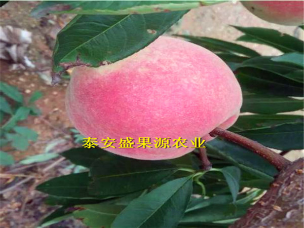 溧陽126油桃種苗多少錢一棵126油桃種苗大量現(xiàn)貨