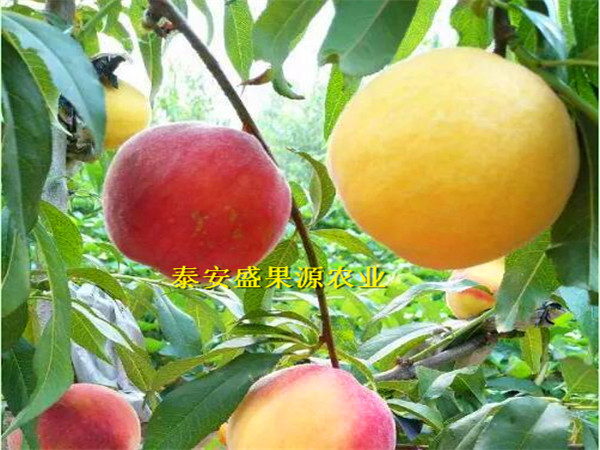 溧陽126油桃種苗多少錢一棵126油桃種苗大量現(xiàn)貨