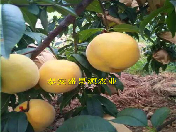 武城县3公分粗黄桃桃树种苗批发