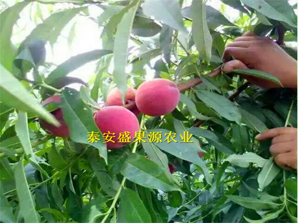 衢州突围桃树种苗多少钱一棵突围桃树种苗产量高