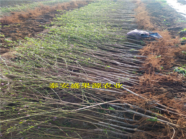 广灵县2019年春126油桃种苗现货供应126油桃种苗基地