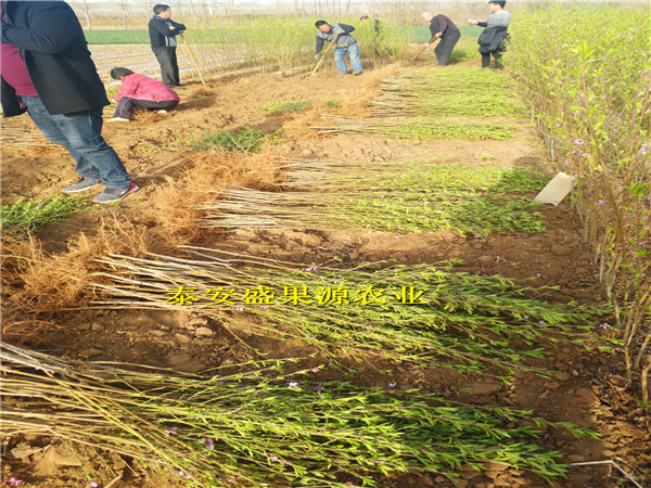 广灵县2019年春126油桃种苗现货供应126油桃种苗基地