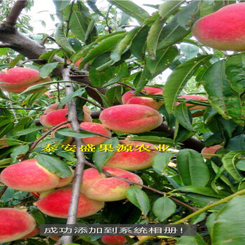 印江锦绣黄桃桃树种苗价格锦绣黄桃桃树种苗花期时间
