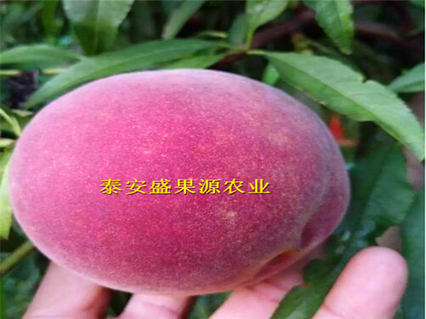 2019年春密4號桃樹種苗品種介紹密4號桃樹種苗產(chǎn)量高嗎
