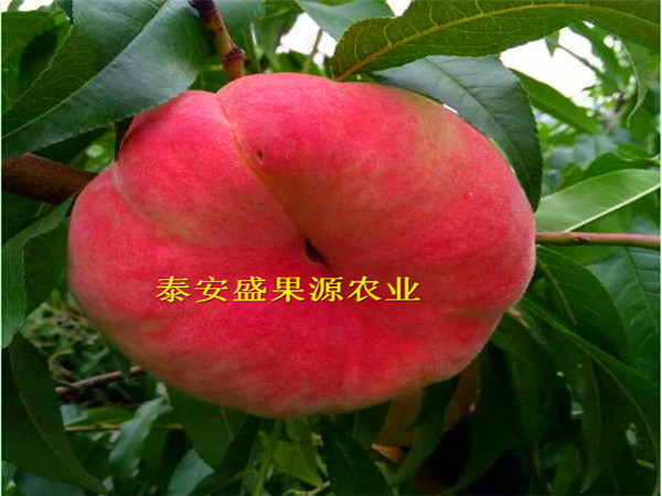 黄浦2019年春密4号桃树种苗实地照片密4号桃树种苗产量高吗