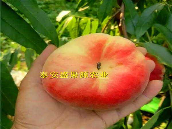 黄浦2019年春密4号桃树种苗实地照片密4号桃树种苗产量高吗