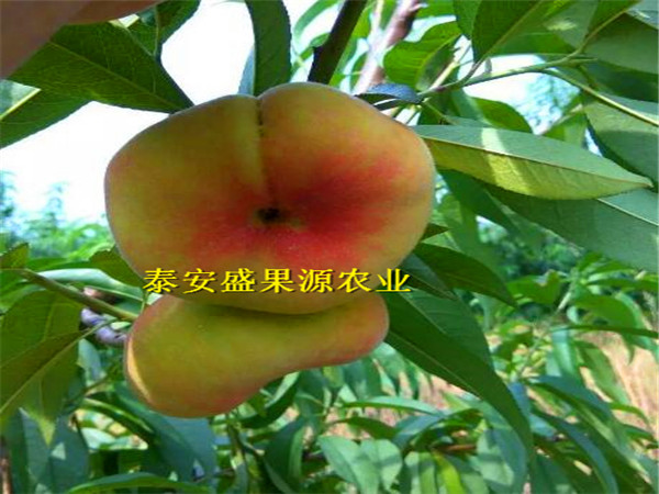 忻府2019年春魯紅618桃樹(shù)種苗快捷方便魯紅618桃樹(shù)種苗基地