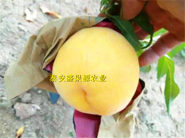 广灵县2019年春126油桃种苗现货供应126油桃种苗基地