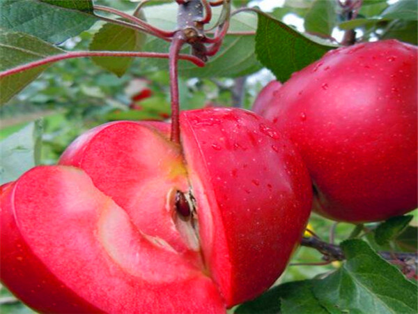 乌达哪里找水蜜桃苹果苗哪里有卖