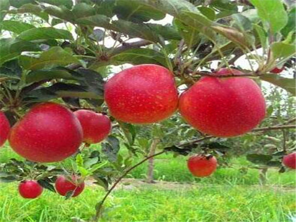 曲阳县哪里找红富士苹果苗多少钱