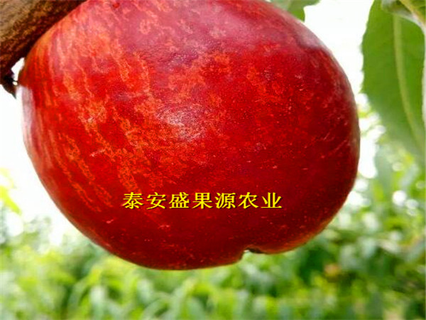 產(chǎn)地供應(yīng)雙城哪里找北京14號(hào)桃樹(shù)種苗基地